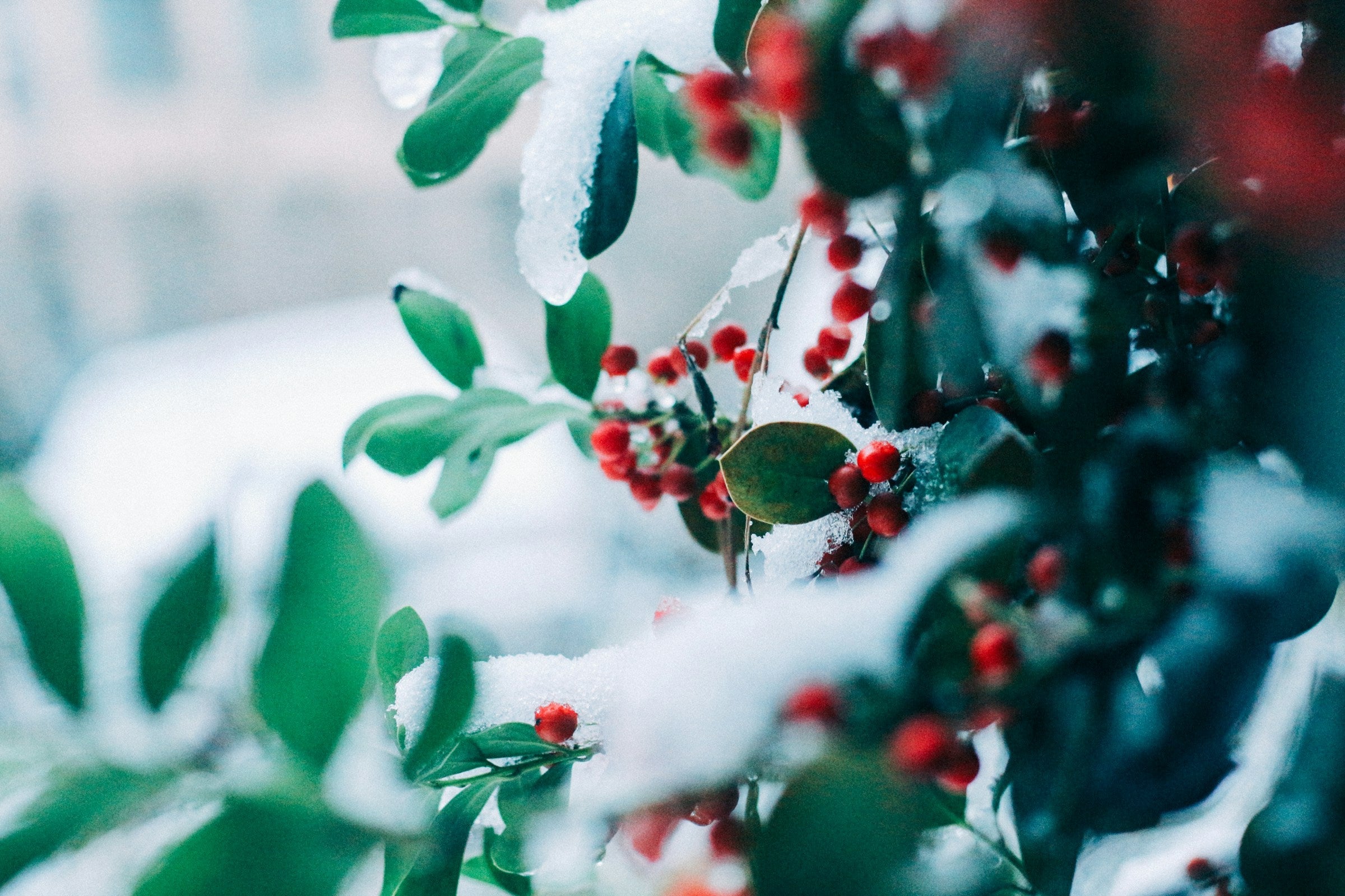 Winter Bundles