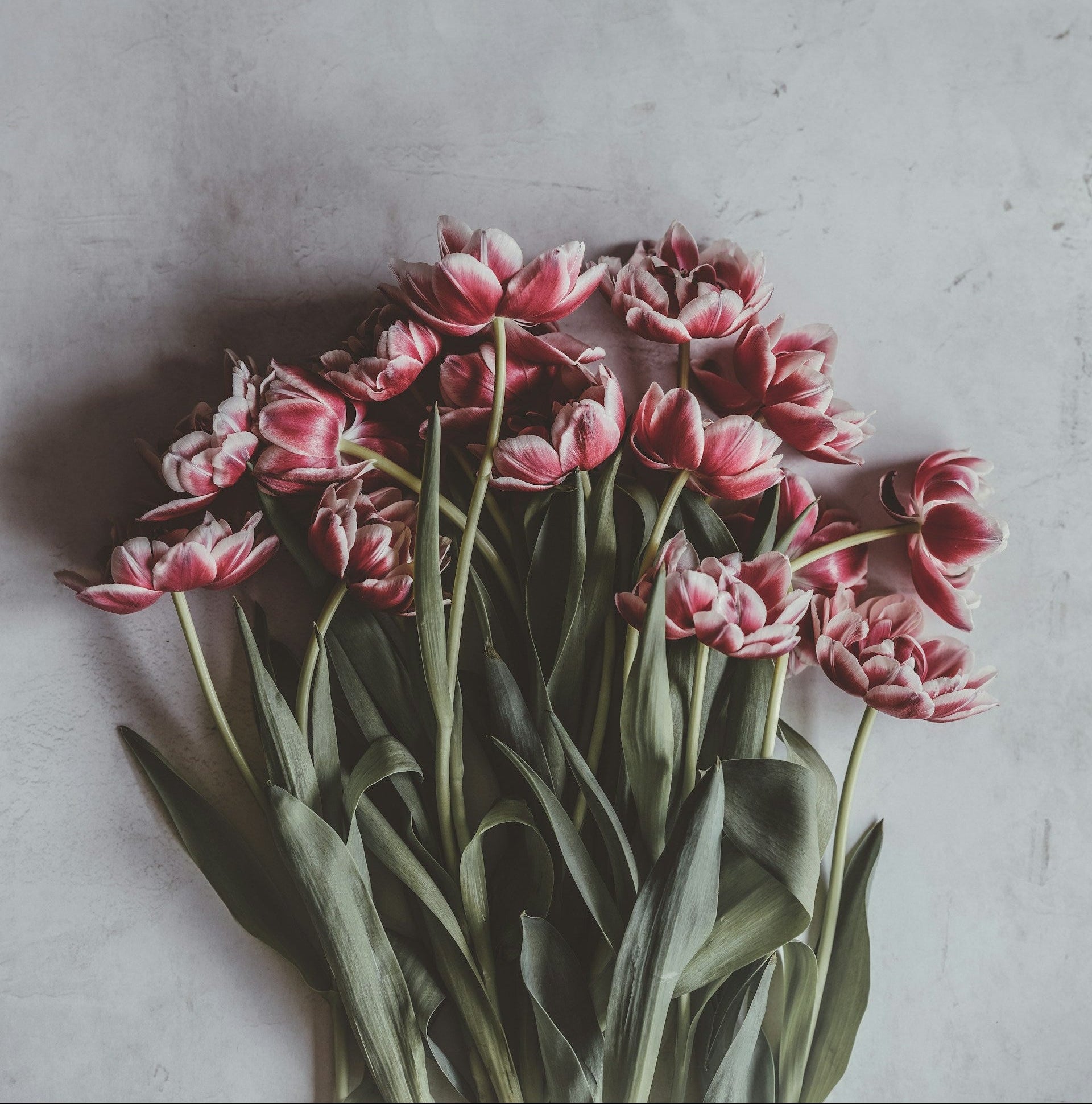 Bouquet of pink tulips on a textured gray surface
